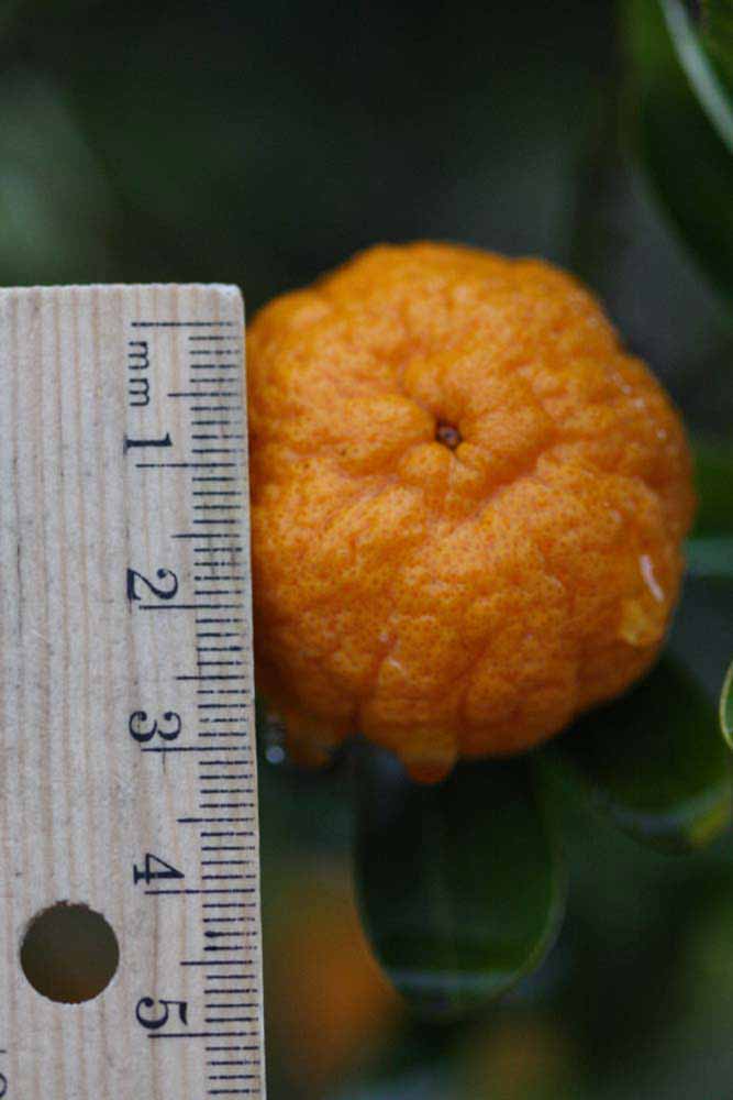              Fruit (Riverside, CA)       